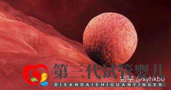 第三代試管最少要幾個囊胚才算穩(wěn)妥(圖2)