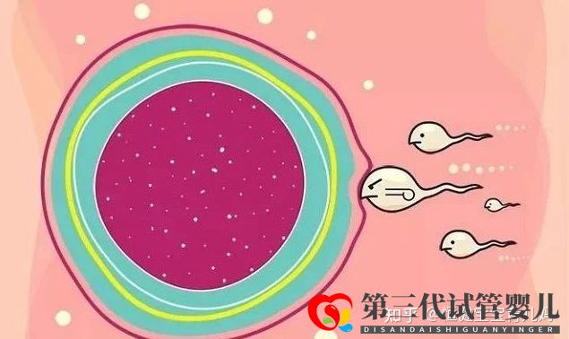 第三代試管的流程與費用,看完你就清楚了(圖2)