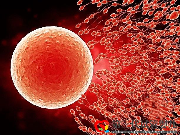 高齡女性在做三代試管時，取多少個卵子合適？(圖3)