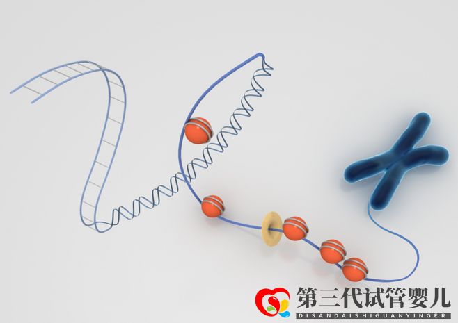 染色體異常，能通過試管嬰兒要孩子嗎(圖2)