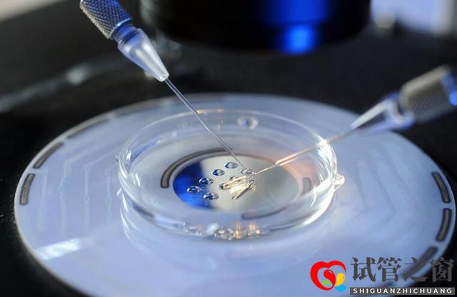 關于試管嬰兒的幾大誤區，看看你中了幾條(圖1)