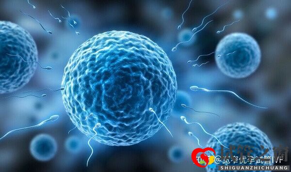 重慶哪里可以做試管嬰兒供卵供卵需要多少錢(圖6)