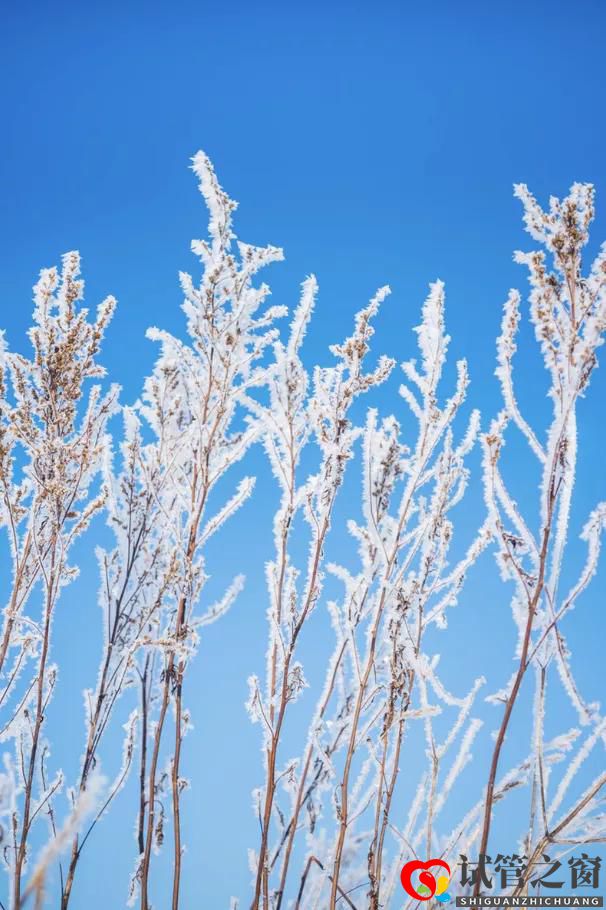 多囊卵巢綜合癥患者可以做試管嬰兒嗎(圖1)