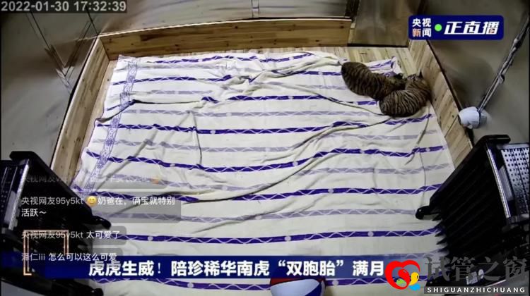 養(yǎng)一頭胖虎，你要花多少錢？(圖1)