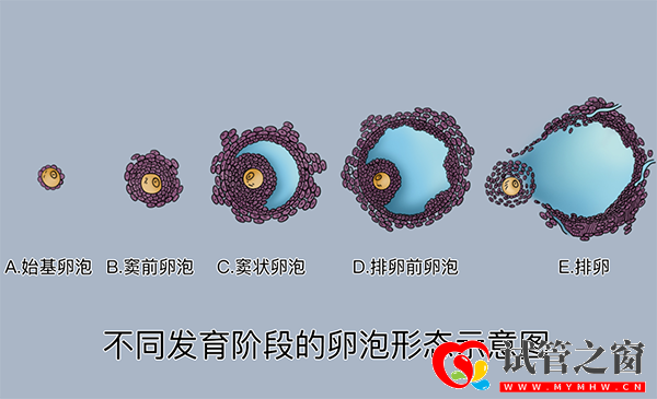 卵泡發(fā)育過(guò)程圖