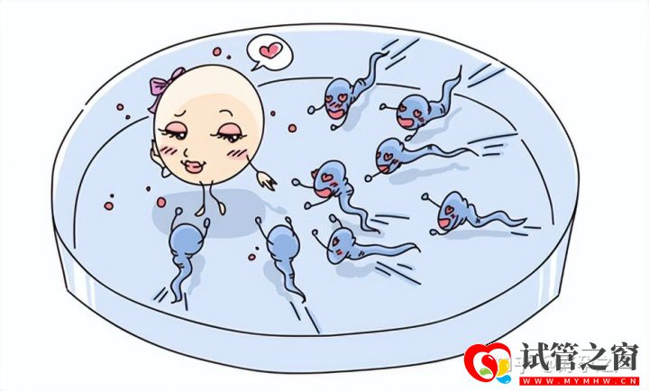 真的是越多越好么關于取卵你知道多少(圖1)