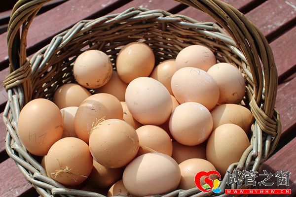 雞蛋是補腦食材之一