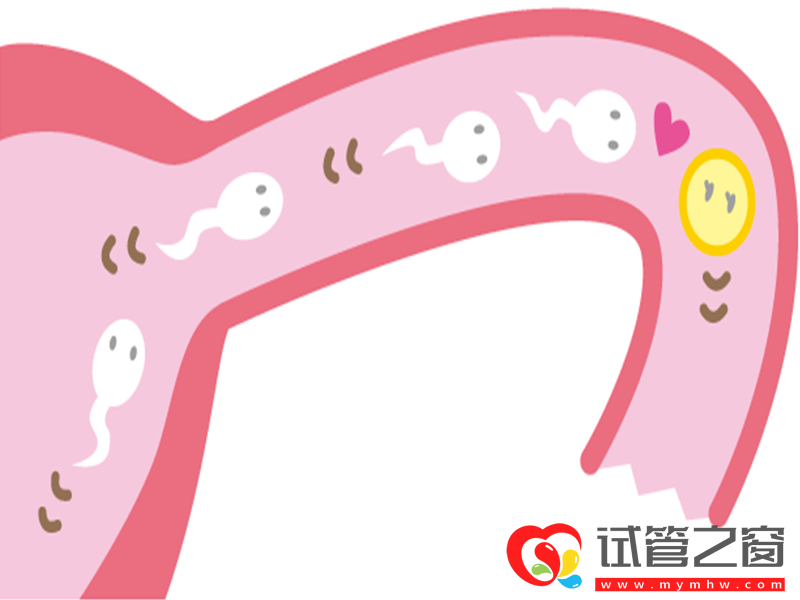 試管黃體期促排天數