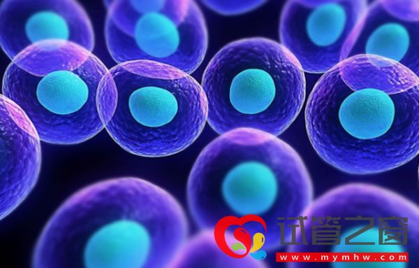 人體內(nèi)細(xì)胞數(shù)量確定 成年男性36萬億 成年女性28萬億(圖1) 1539073986282.jpg