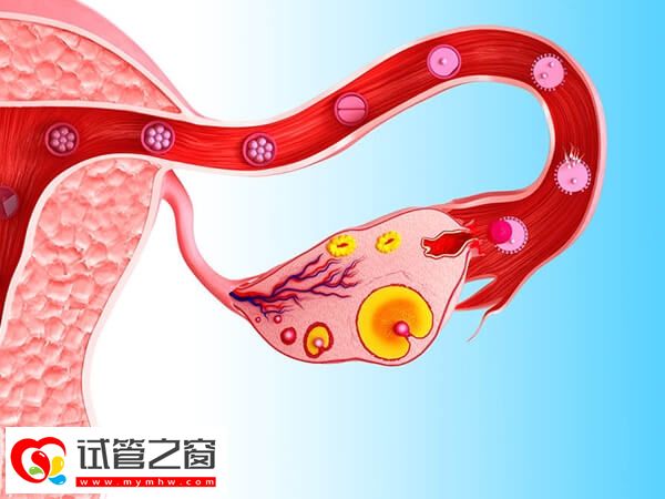 子官肌瘤禁忌水果盤點,石榴、荔枝都要少吃!(圖1) 女性子宮肌瘤有哪些癥狀