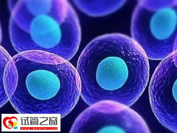 試管嬰兒fet方案意味著什么