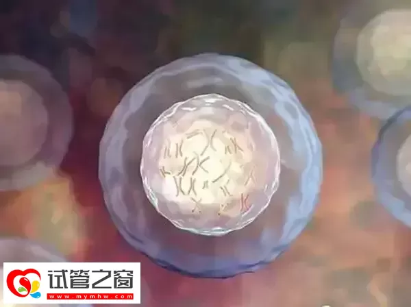 胚胎篩查是三代試管成功率高的原因之一