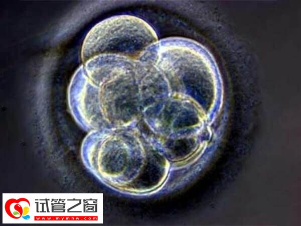 廊坊試管嬰兒手術費約1-2萬元