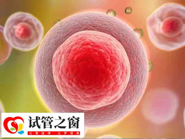 試管多余胚胎可冷凍保存