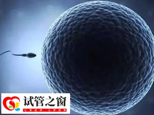 胚胎移植數量與子宮環境有關