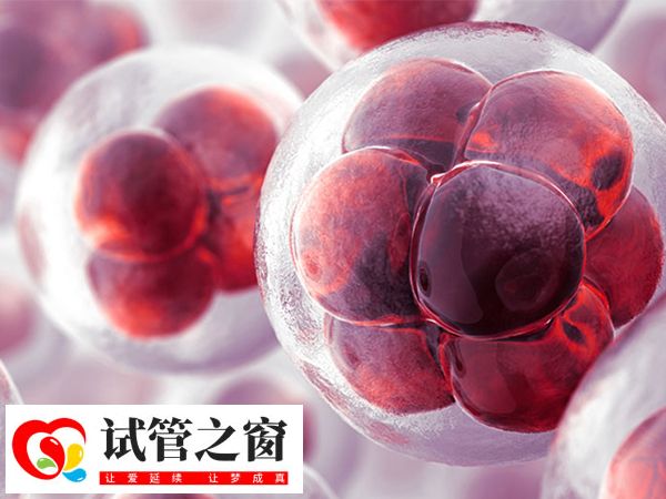 鮮胚移植和囊胚移植區別還是很大的