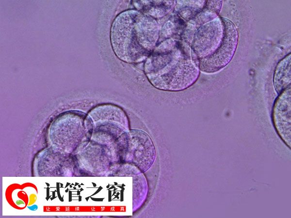 囊胚是在鮮胚的基礎上繼續培養至第5-6天