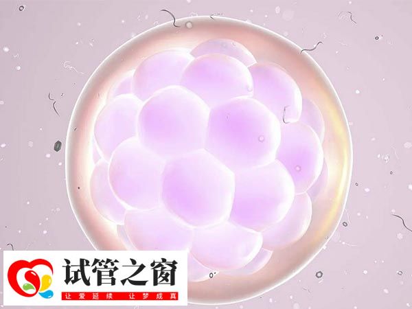 三天卵裂期胚胎細胞數量為6-10個