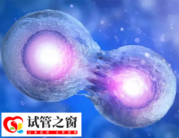 囊胚的發育階段有6個時期