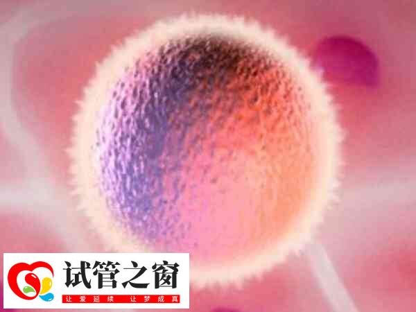 胚胎培養(yǎng)后就可以移植了