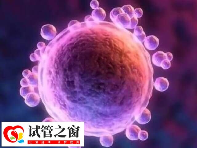 高質(zhì)量的囊胚著床成功率高