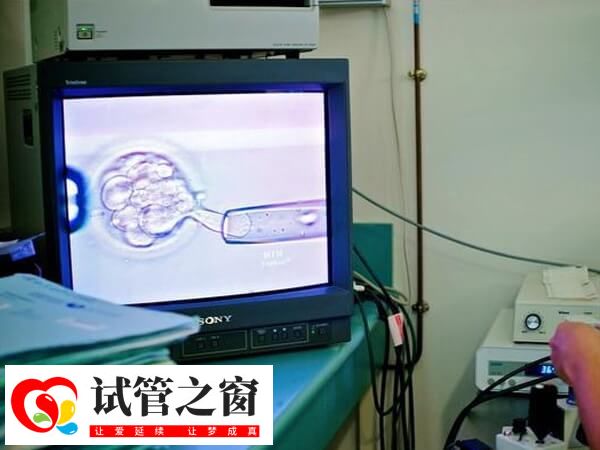 取卵后成功培育2個(gè)優(yōu)質(zhì)胚胎成功率約40%