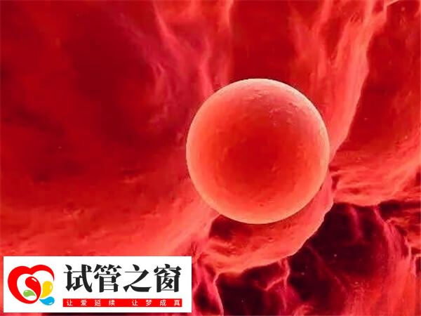 中等質量囊胚移植成功率50%左右