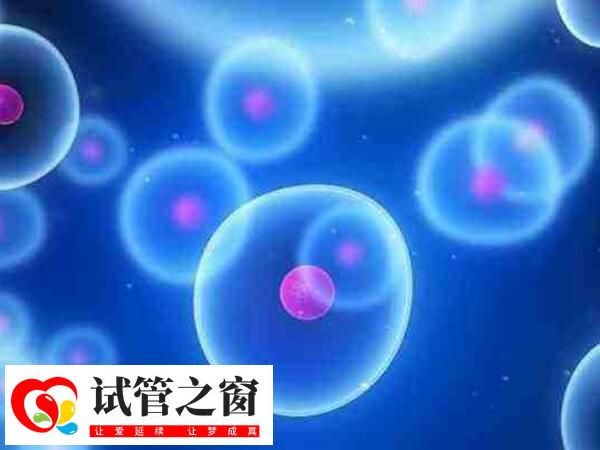 人工周期移植凍胚一般不需要等卵泡排掉