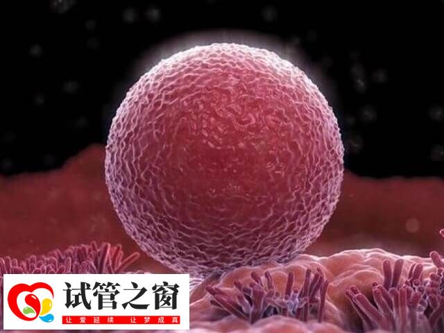 人工試管移植月經第幾天(圖1) 試管移植時間并非固定在月經的某一天