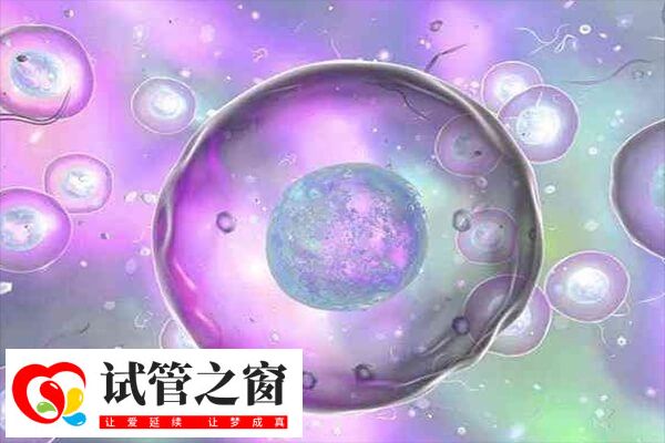 胚胎養囊的成功率取決于胚胎的質量