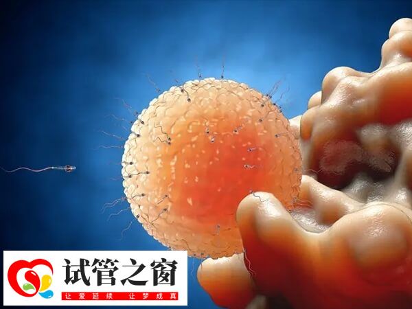 排卵障礙常被叫做不排卵