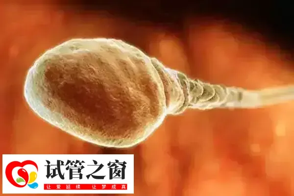 國(guó)內(nèi)單身不可購(gòu)買人類精子庫(kù)精子