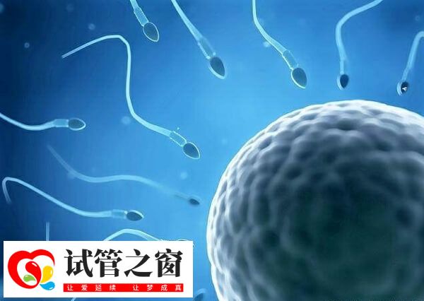 拉拉可以選擇供精試管嬰兒