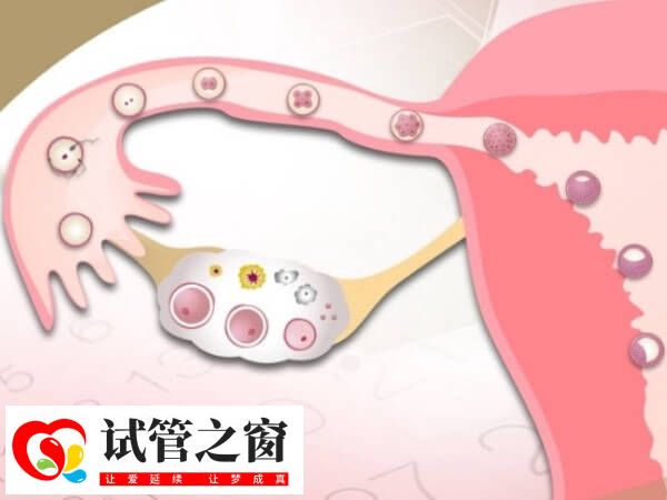 試管促排卵需要一定時(shí)間